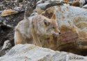 Canis latrans